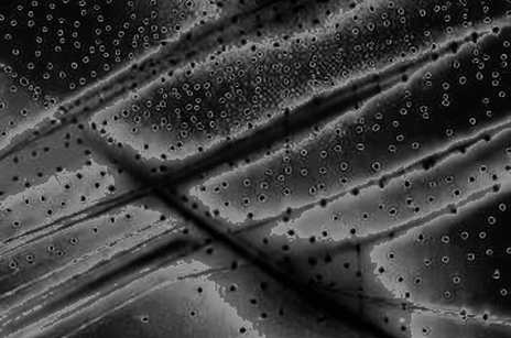 The Panurus Paradox: Why the Most Important Crypto News of the Week Has No Token
